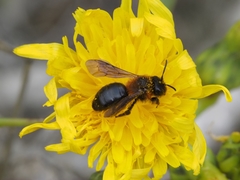 Andrena vachali