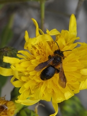 Andrena vachali
