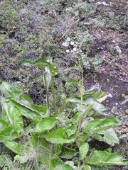 Senecio smithii