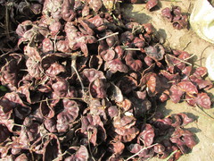 Enterolobium cyclocarpum