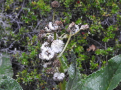 Senecio smithii