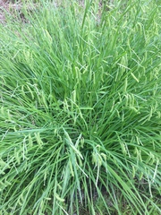 Carex prasina