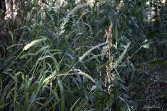 Setaria lachnea