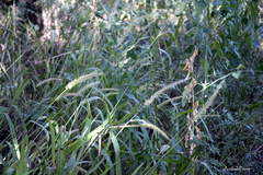 Setaria lachnea