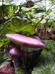Cortinarius magellanicus