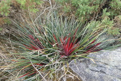 Fascicularia bicolor bicolor