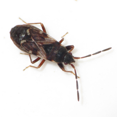 Scolopostethus diffidens