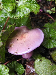 Cortinarius magellanicus