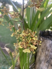 Oncidium sphacelatum