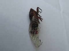 Yoyetta timothyi