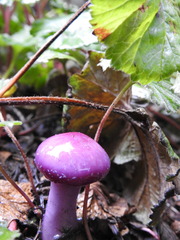 Cortinarius magellanicus