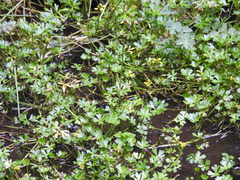 Ranunculus fuegianus