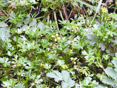 Ranunculus fuegianus