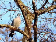 Columba palumbus