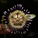 Passiflora porophylla - Photo (c) Reinaldo Oliveira Elias, μερικά δικαιώματα διατηρούνται (CC BY), uploaded by Reinaldo Oliveira Elias