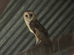 Tyto alba tuidara