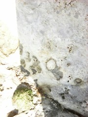 Siphonaria pectinata