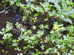 Ranunculus fuegianus