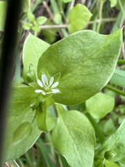 Stellaria media