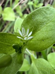 Stellaria media