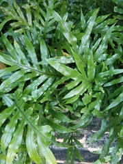 Microsorum scolopendria