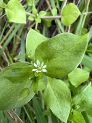 Stellaria media