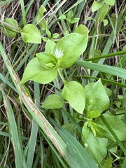 Stellaria media