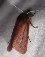 Phragmatobia lineata