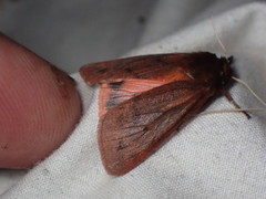Phragmatobia lineata
