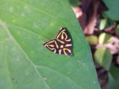 Hemerophila albertiana
