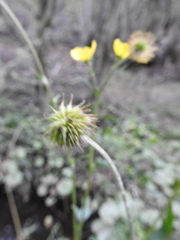 Geum magellanicum