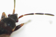 Scolopostethus diffidens