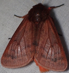 Phragmatobia lineata