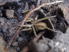 Centroctenus brevipes