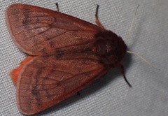 Phragmatobia lineata