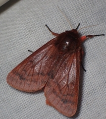 Phragmatobia lineata