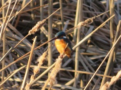 Alcedo atthis bengalensis