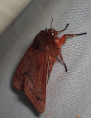 Phragmatobia lineata