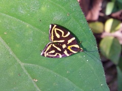 Hemerophila albertiana