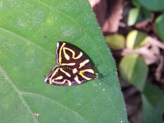 Hemerophila albertiana