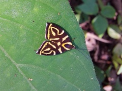 Hemerophila albertiana
