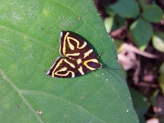 Hemerophila albertiana