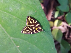 Hemerophila albertiana