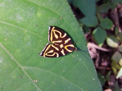 Hemerophila albertiana