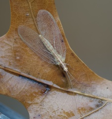 Chrysoperla plorabunda
