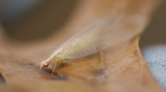 Chrysoperla plorabunda