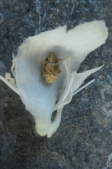 Aneuma compta