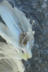 Aneuma compta