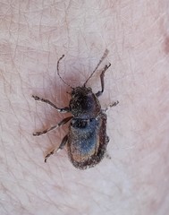 Glyptoscelis pubescens