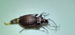 Carabus linnaei